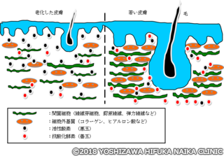 皮膚構造の絵.png